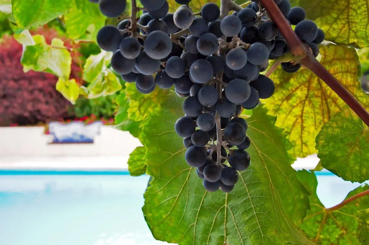 Ourmadeira - Casa Das Vinhas, Charming Funchal  Appartamento